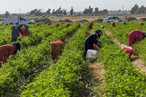 تعديل النظام الداخلي لـ5 جمعيات تعاونية زراعية في الغربية وسيناء