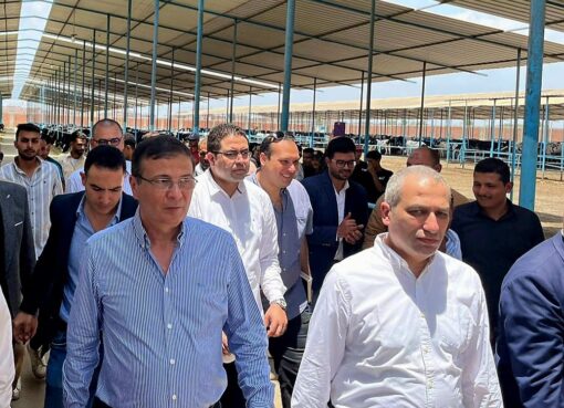 البنك الزراعي المصري يمول شراء 2000 رأس ماشية بقيمة 395 مليون جنيه لصالح 188 من صغار المربين بالشرقية البنك الزراعي المصري يمول شراء 2000 رأس ماشية بقيمة 395 مليون جنيه لصالح 188 من صغار المربين بالشرقية