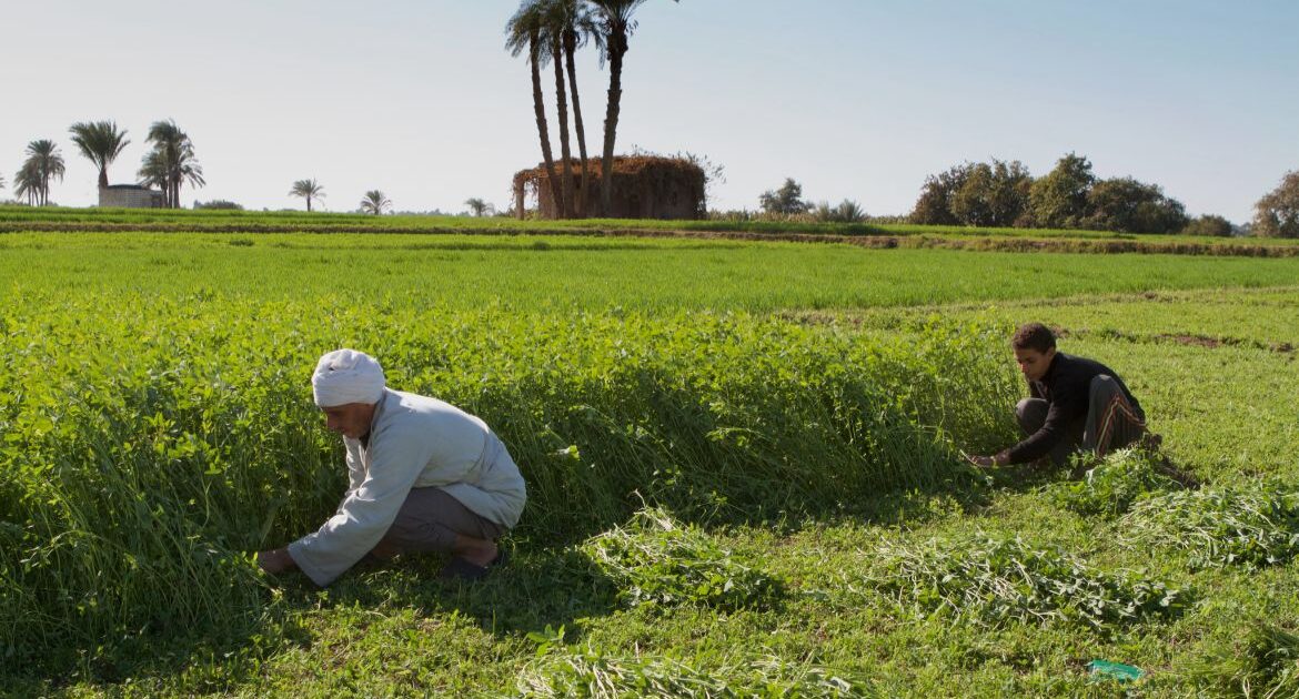 الطاقة المتجددة